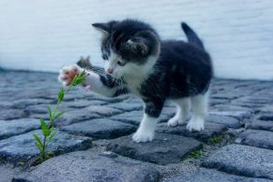 Rośliny są trujące dla kotów – sprawdź!