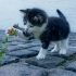 kot z kwiatkiem