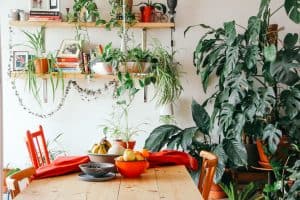 Duże rośliny ozdobne do domu — najwytrzymalsze okazy