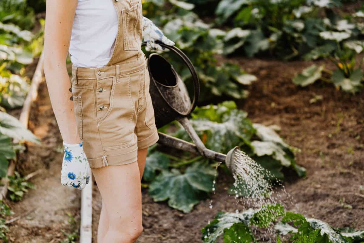 Jak obniżyć wydatki na pielęgnację ogrodu?