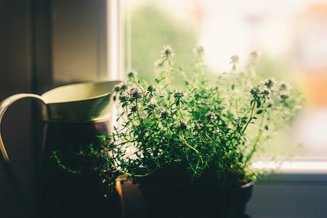 Kwiaty oczyszczające powietrze w domu – jakie rośliny wybrać?