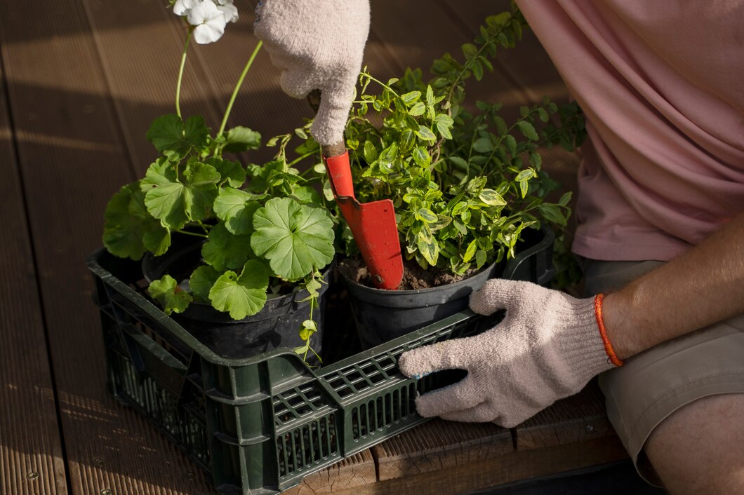 Jak skutecznie uprawiać bazylię w doniczkach? Praktyczne porady dla początkujących ogrodników